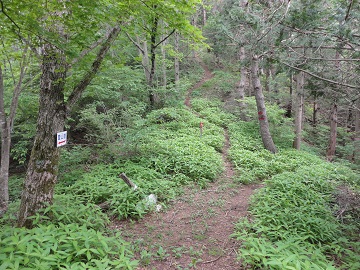 �{�⓻�i���u�����j