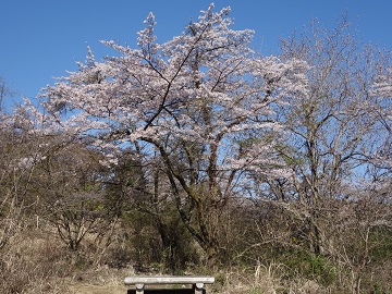 �����R�E�꒚���̐�{��