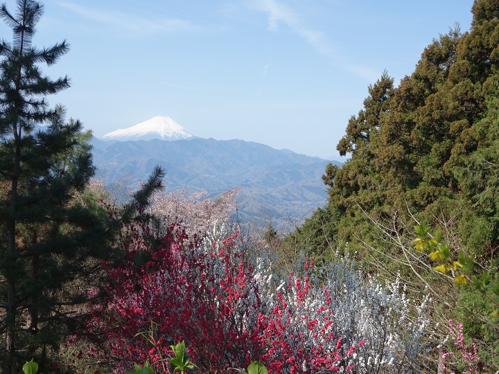 ������R�̃n�i�����ƕx�m�R