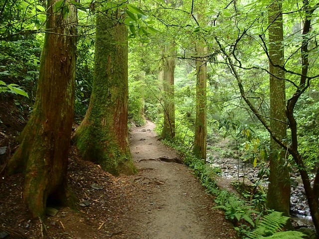 �V�΂̍����R�E���i��R�[�X�i6���H�j