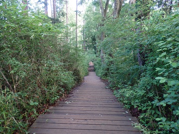 ��׎R�R�[�X