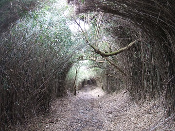 �ڑҒ����ւ̓�