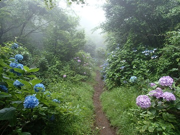 �����E����H�̎��z��