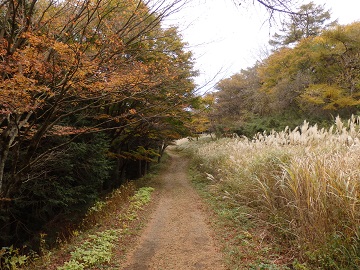 �g�t�ƃX�X�L