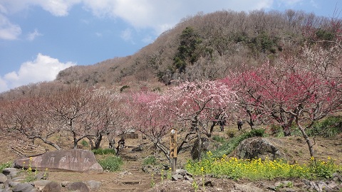 ���R�o�R��