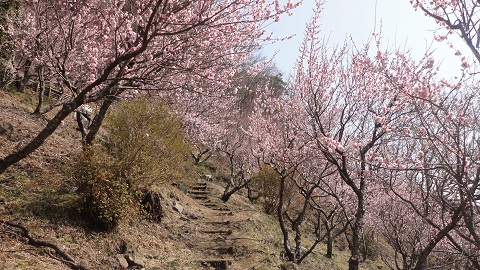 ���͌��~��