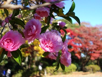 �����R�����̃T�U���J�ƍg�t