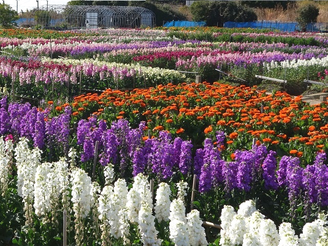 �X�g�b�N�ƃL���Z���J