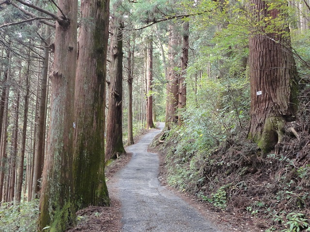 ��x�R�E�\�Q���̐�����