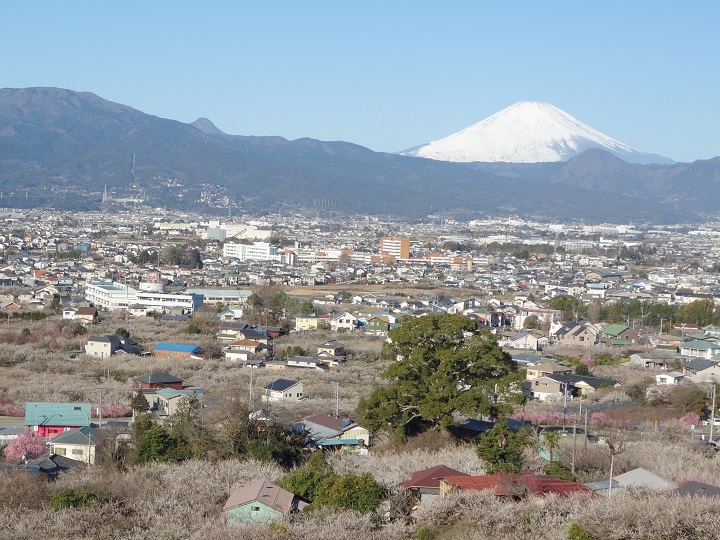 2月の曽我梅林と富士山