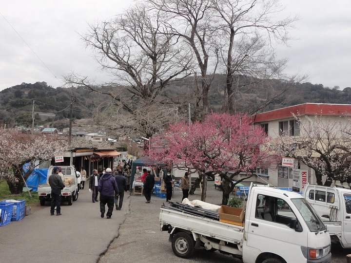 小田原梅まつり