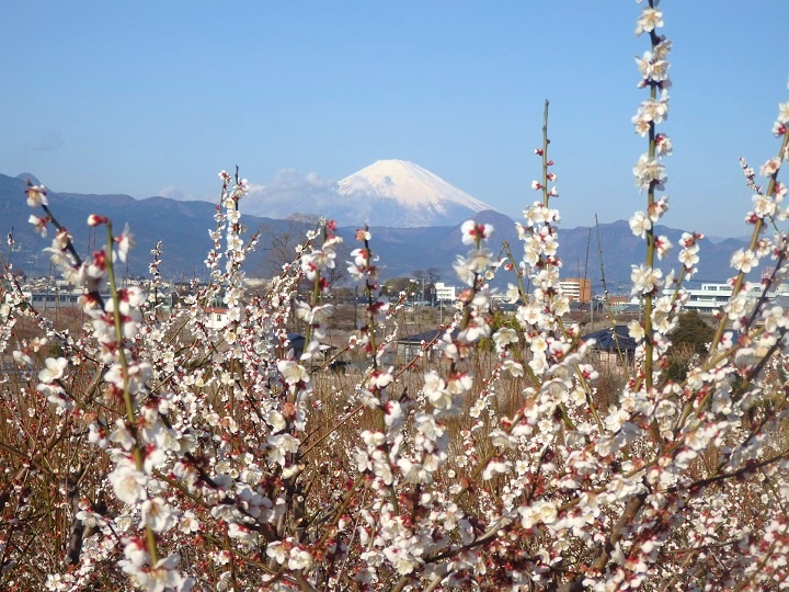 曽我梅林の白梅と富士山