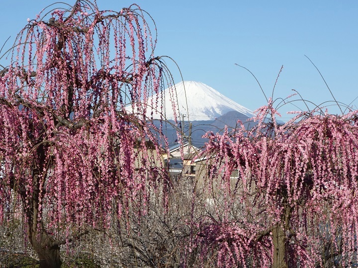 曽我梅林の枝垂れ梅と富士山