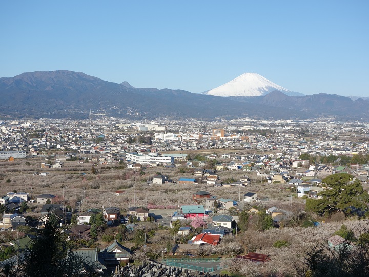 別所梅林と富士山